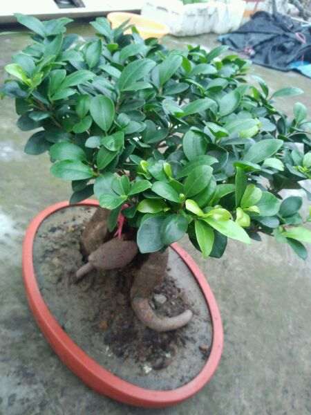 楼主的榕树下山桩很喜欢 但总是掉叶 图片