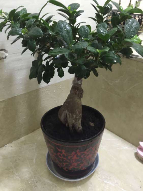 楼主 帮我看看榕树下山桩怎么修剪 图片