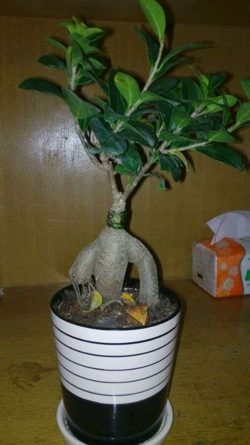 楼主 帮我看看榕树下山桩怎么修剪 图片