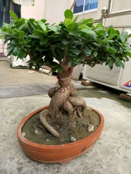 楼主 帮我看看榕树下山桩怎么修剪 图片