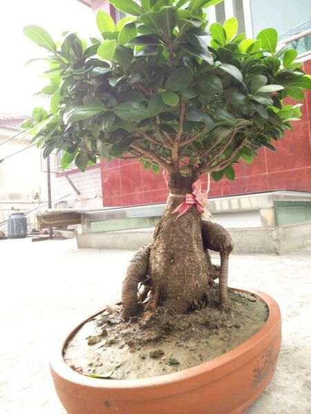 楼主 帮我看看榕树下山桩怎么修剪 图片