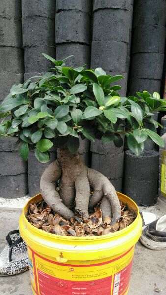 楼主 帮我看看榕树下山桩怎么修剪 图片