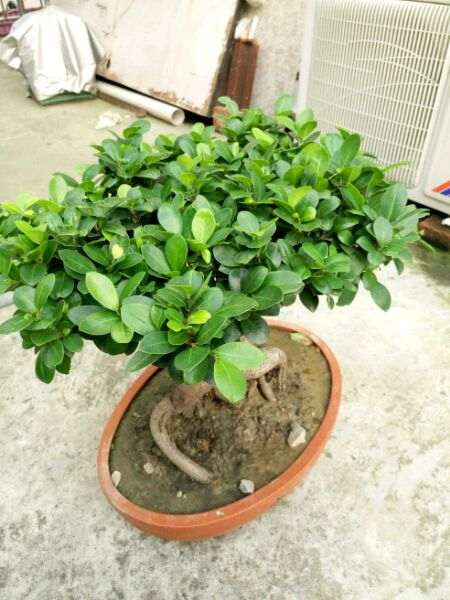 楼主 帮我看看榕树下山桩怎么修剪 图片