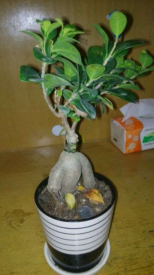 楼主 帮我看看榕树下山桩怎么修剪 图片