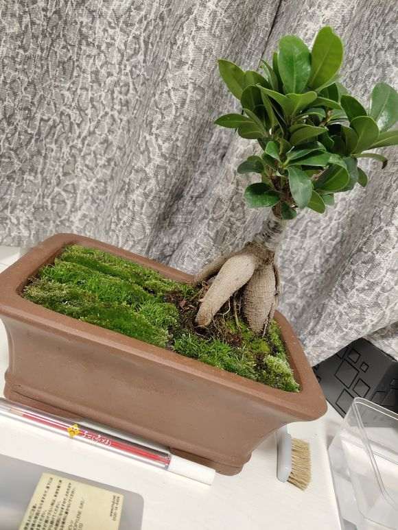 为什么榕树下山桩用纯泥炭土最好 图片