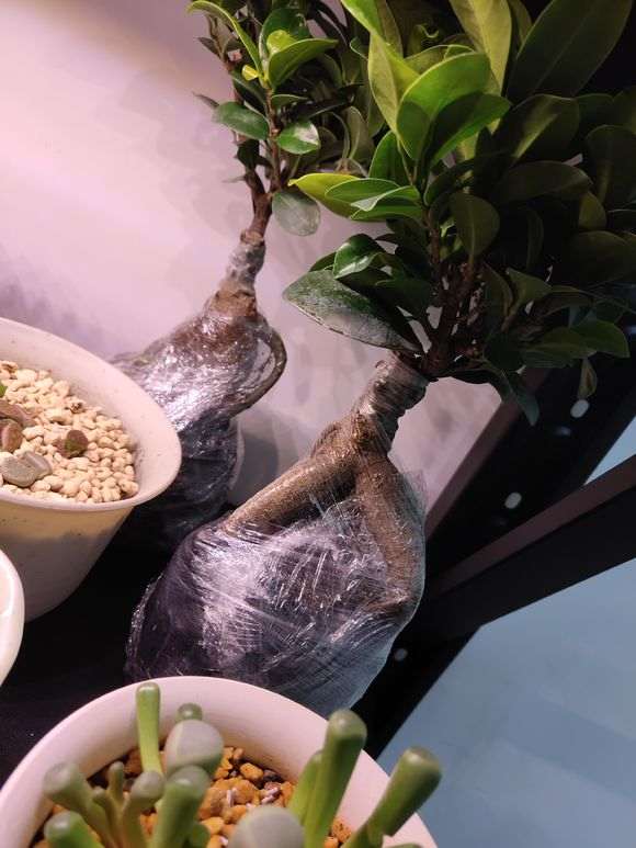 为什么榕树下山桩用纯泥炭土最好 图片