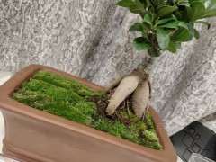 为什么榕树下山桩用纯泥炭土最好 图片