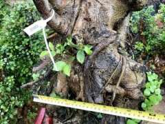 榕树下山桩的盆小了 长根就满 能活就行