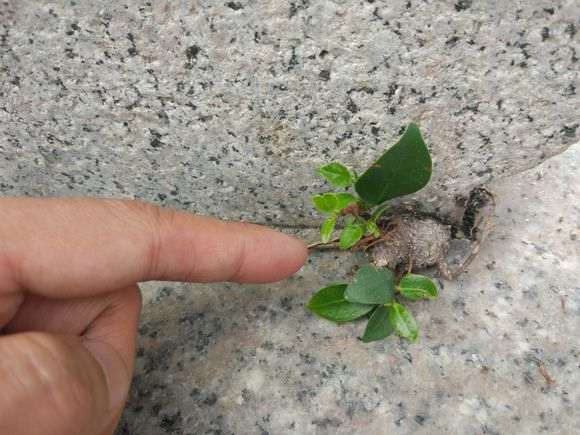 微型榕树下山桩怎么换盆的方法 图片