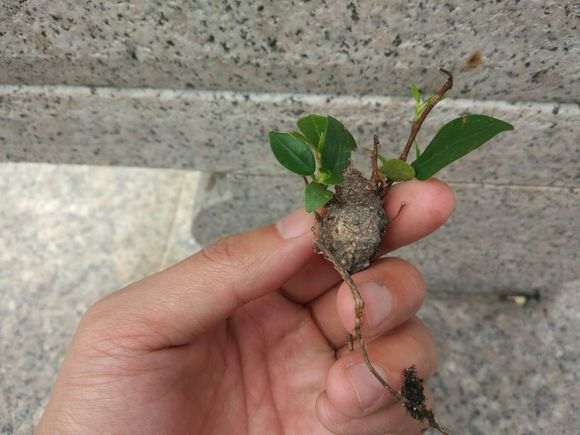 微型榕树下山桩怎么换盆的方法 图片