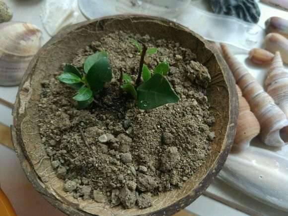 微型榕树下山桩怎么换盆的方法 图片