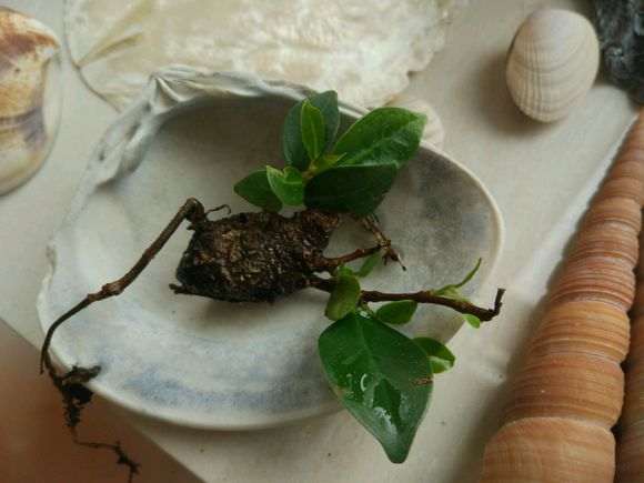 微型榕树下山桩怎么换盆的方法 图片