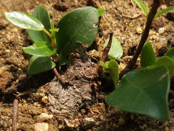 微型榕树下山桩怎么换盆的方法 图片