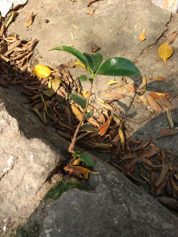 微型榕树下山桩怎么换盆的方法 图片