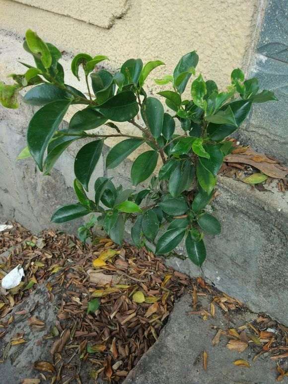 微型榕树下山桩怎么换盆的方法 图片