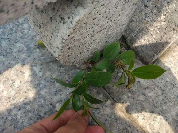 微型榕树下山桩怎么换盆的方法 图片