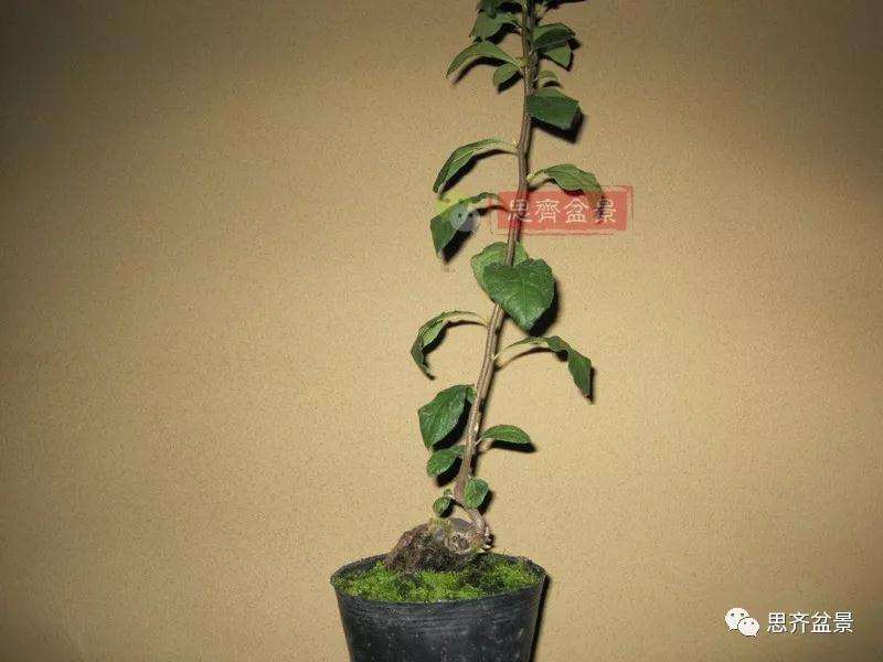 老鸦柿下山桩怎么制作成盆景的方法