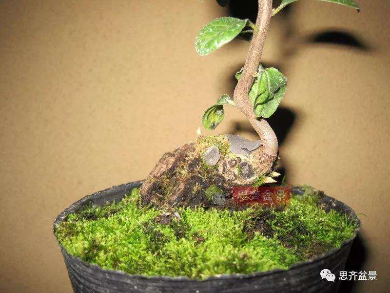 老鸦柿下山桩怎么制作成盆景的方法