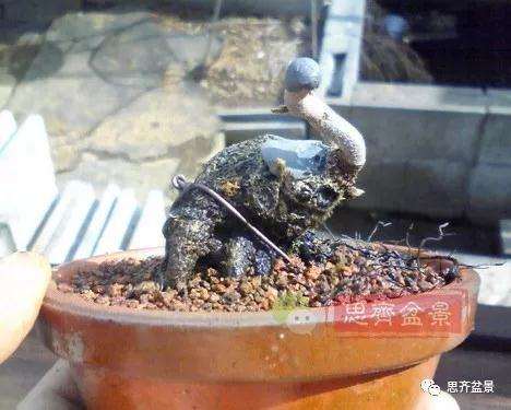 老鸦柿下山桩怎么制作成盆景的方法