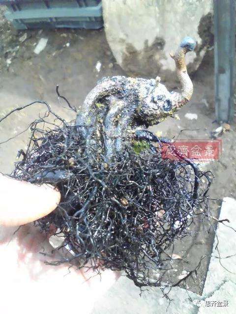 老鸦柿下山桩怎么制作成盆景的方法