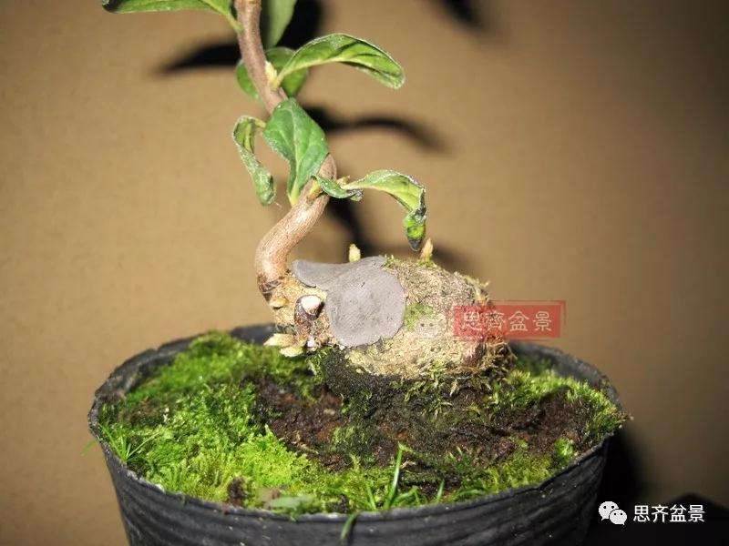 老鸦柿下山桩怎么制作成盆景的方法