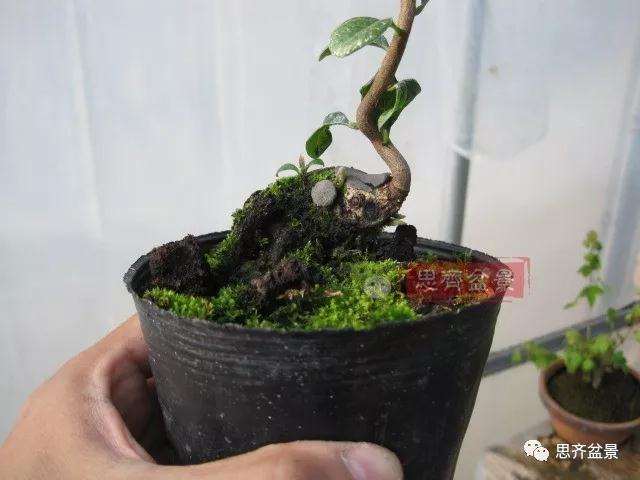 老鸦柿下山桩怎么制作成盆景的方法