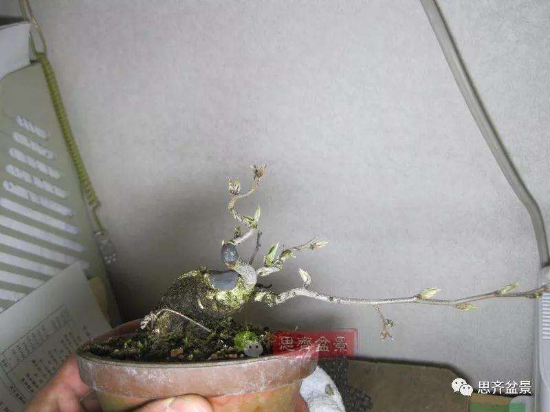 老鸦柿下山桩怎么制作成盆景的方法