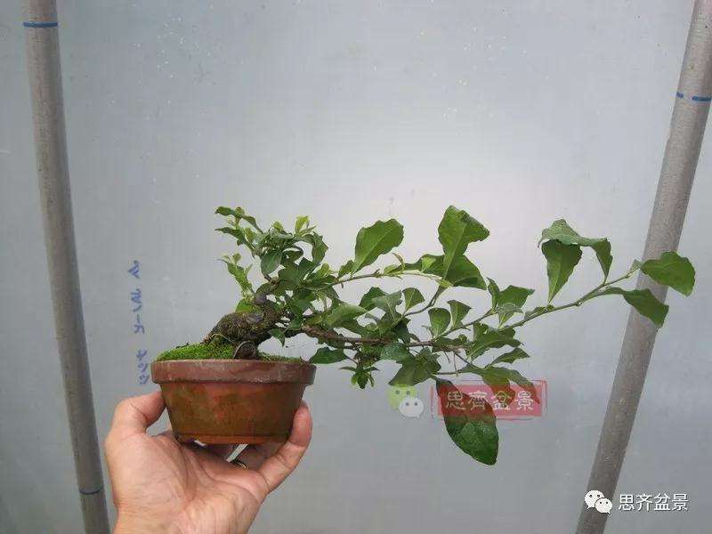 老鸦柿下山桩怎么制作成盆景的方法