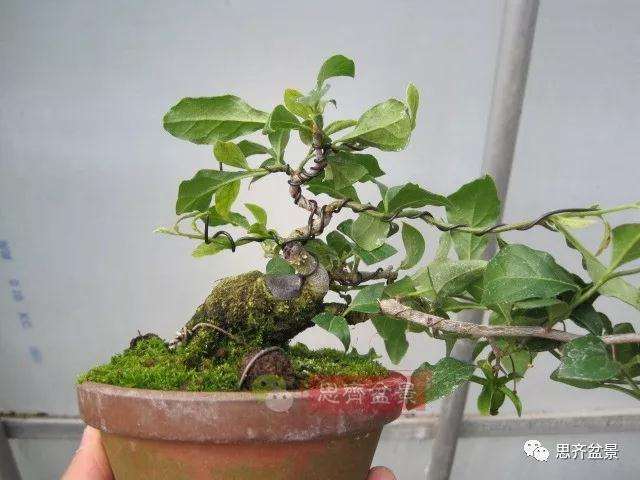 老鸦柿下山桩怎么制作成盆景的方法