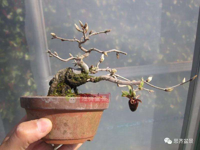 老鸦柿下山桩怎么制作成盆景的方法