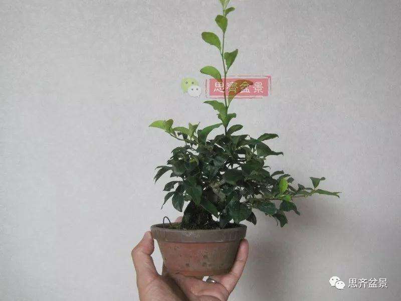 老鸦柿下山桩怎么制作成盆景的方法