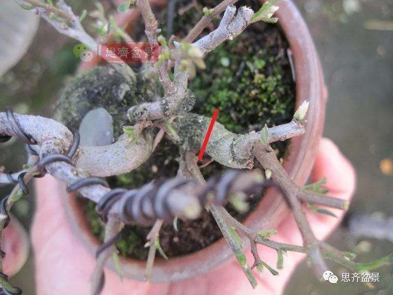 老鸦柿下山桩怎么制作成盆景的方法