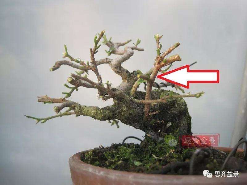 老鸦柿下山桩怎么制作成盆景的方法