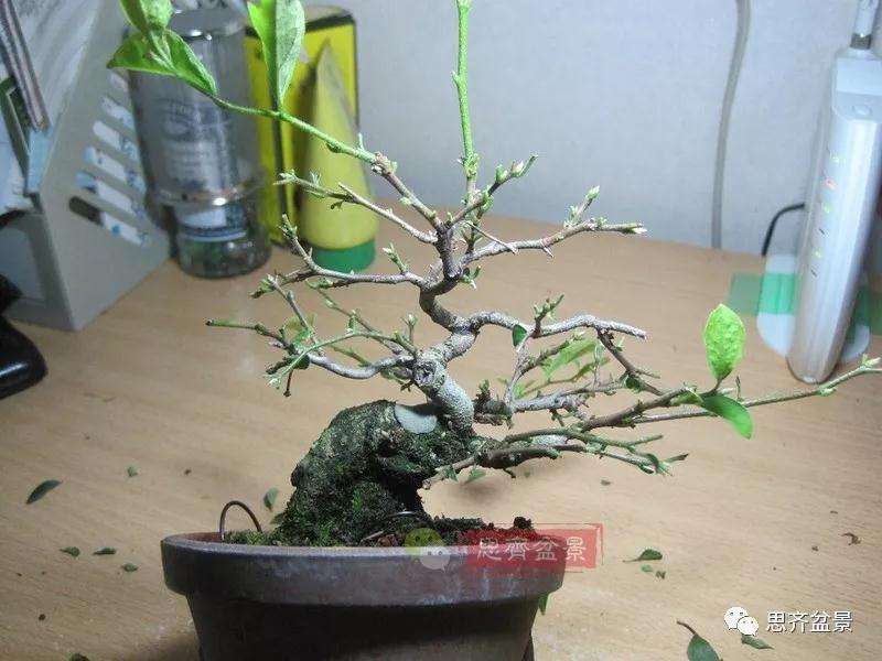 老鸦柿下山桩怎么制作成盆景的方法