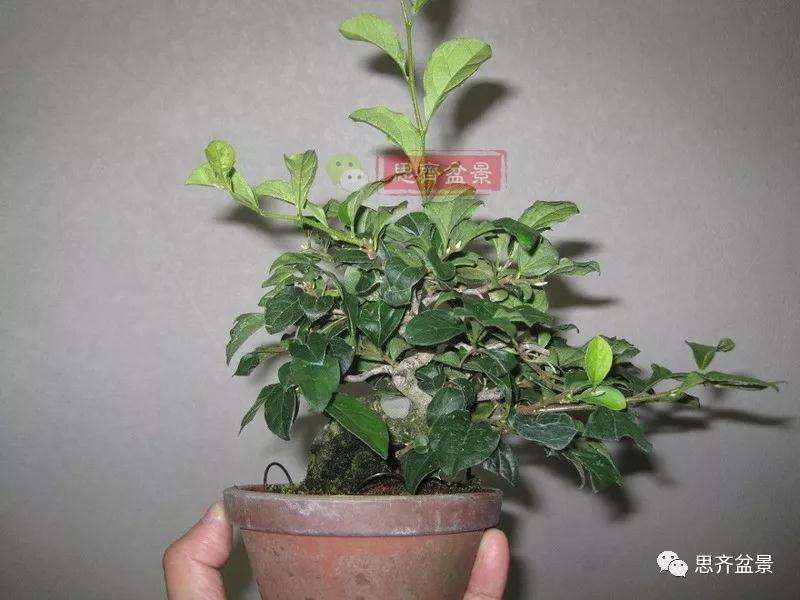 老鸦柿下山桩怎么制作成盆景的方法