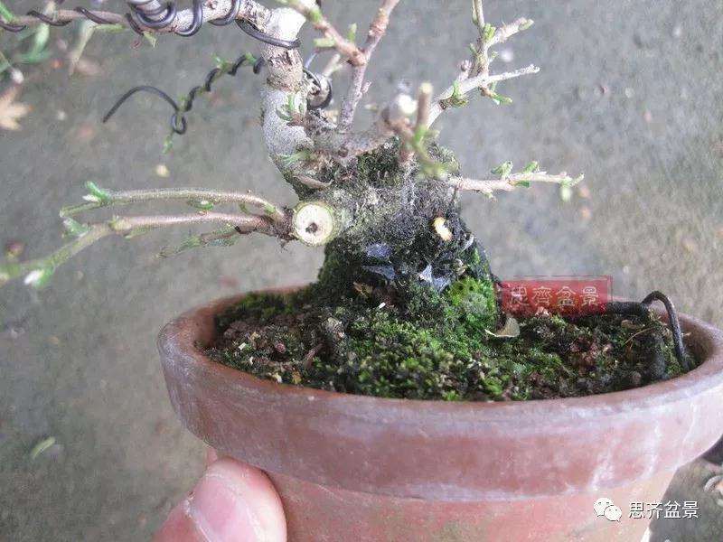 老鸦柿下山桩怎么制作成盆景的方法