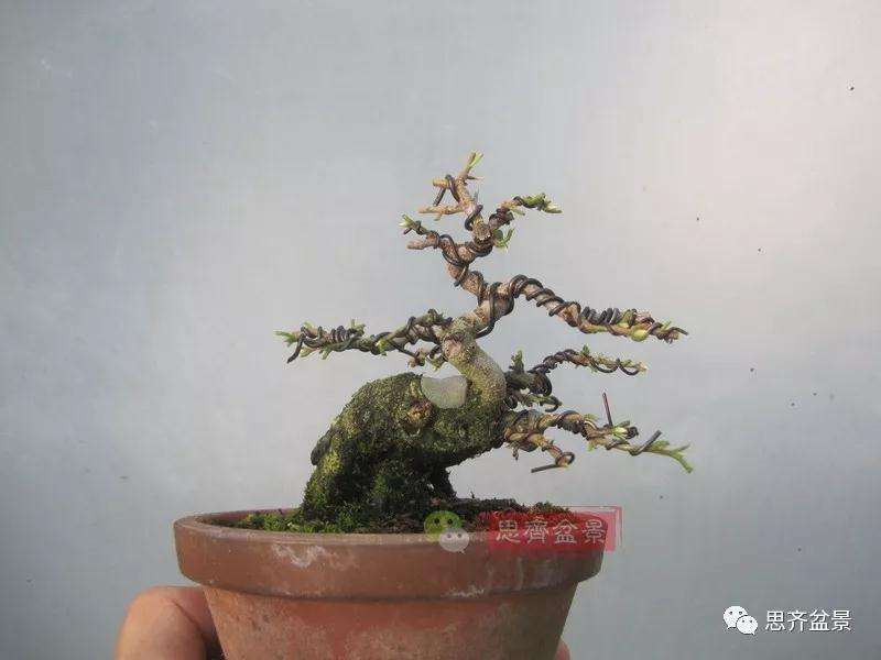 老鸦柿下山桩怎么制作成盆景的方法