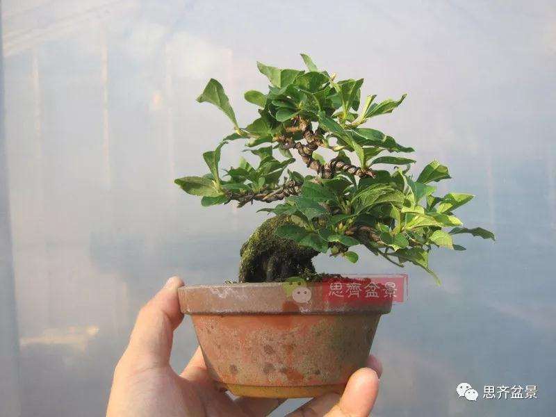 老鸦柿下山桩怎么制作成盆景的方法