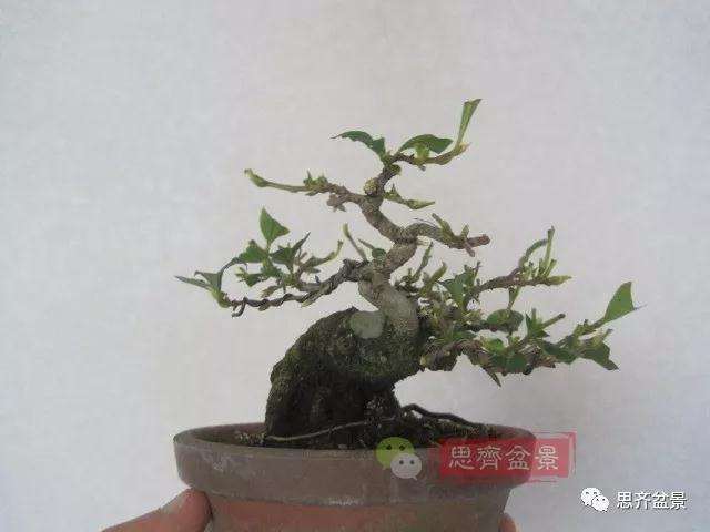 老鸦柿下山桩怎么制作成盆景的方法