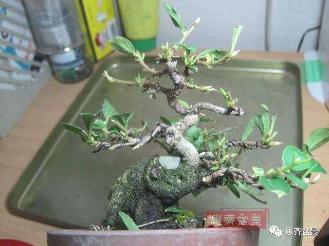 老鸦柿下山桩怎么制作成盆景的方法