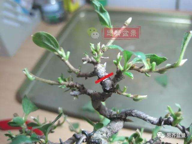 老鸦柿下山桩怎么制作成盆景的方法