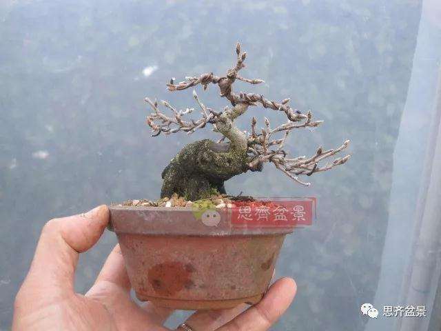 老鸦柿下山桩怎么制作成盆景的方法