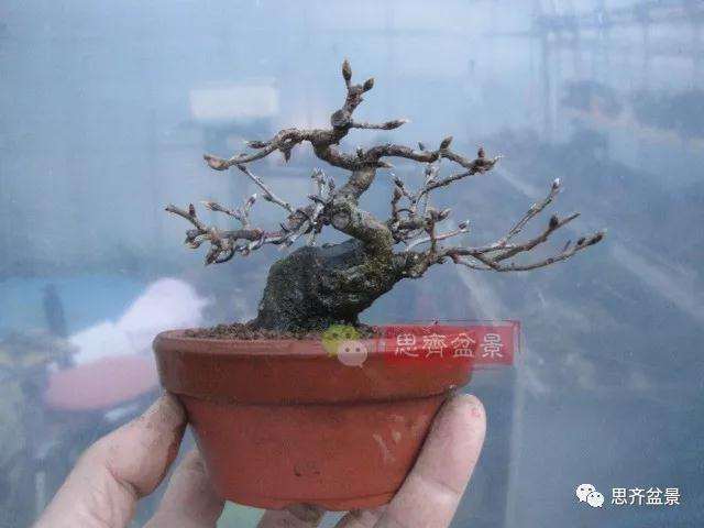 老鸦柿下山桩怎么制作成盆景的方法