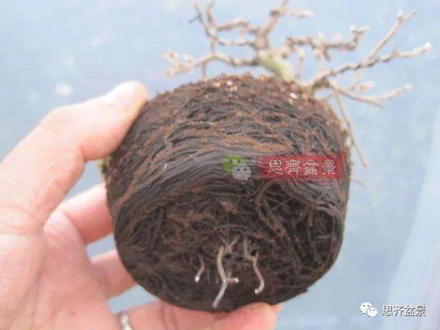 老鸦柿下山桩怎么制作成盆景的方法