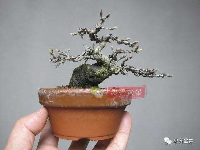 老鸦柿下山桩怎么制作成盆景的方法