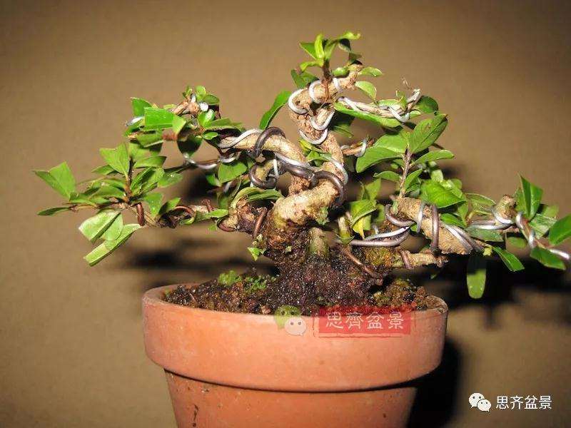 石榴盆景怎么扦插培养的方法