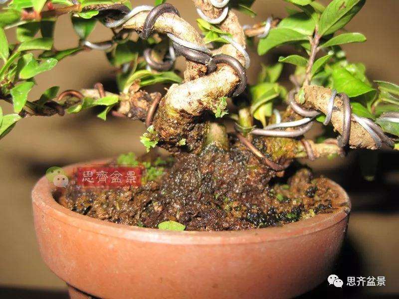 石榴盆景怎么扦插培养的方法