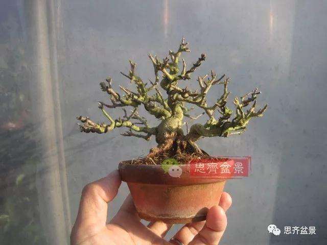 石榴盆景怎么扦插培养的方法