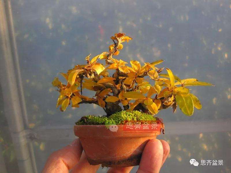 石榴盆景怎么扦插培养的方法