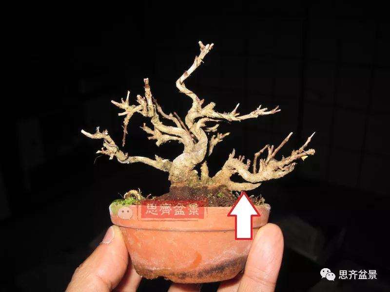 石榴盆景怎么扦插培养的方法